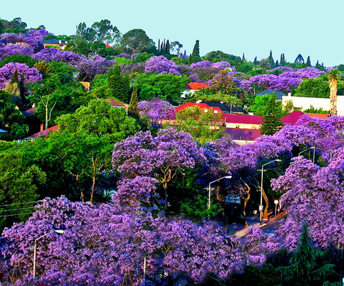 [Image: nam-phi-mua-phuong-tim-jacaranda-3.JPG]