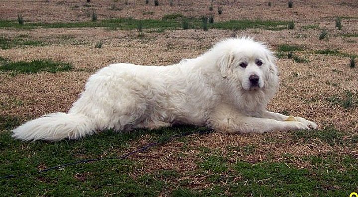 great pyrenees guarding chickens
