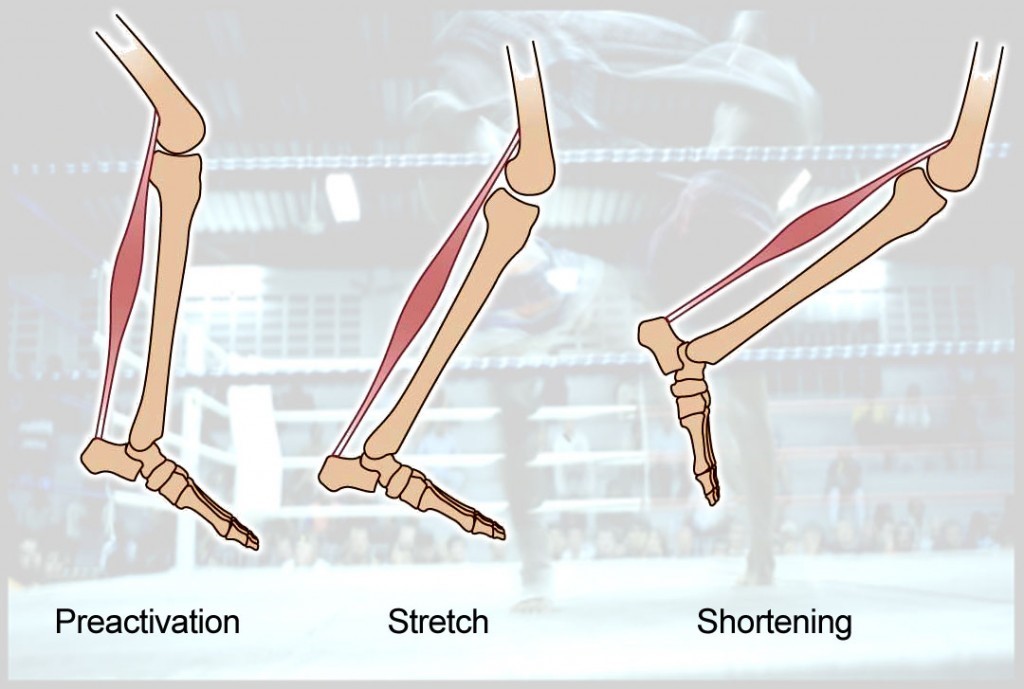 The Stretch Shortening Cycle Performance Sports Therapy