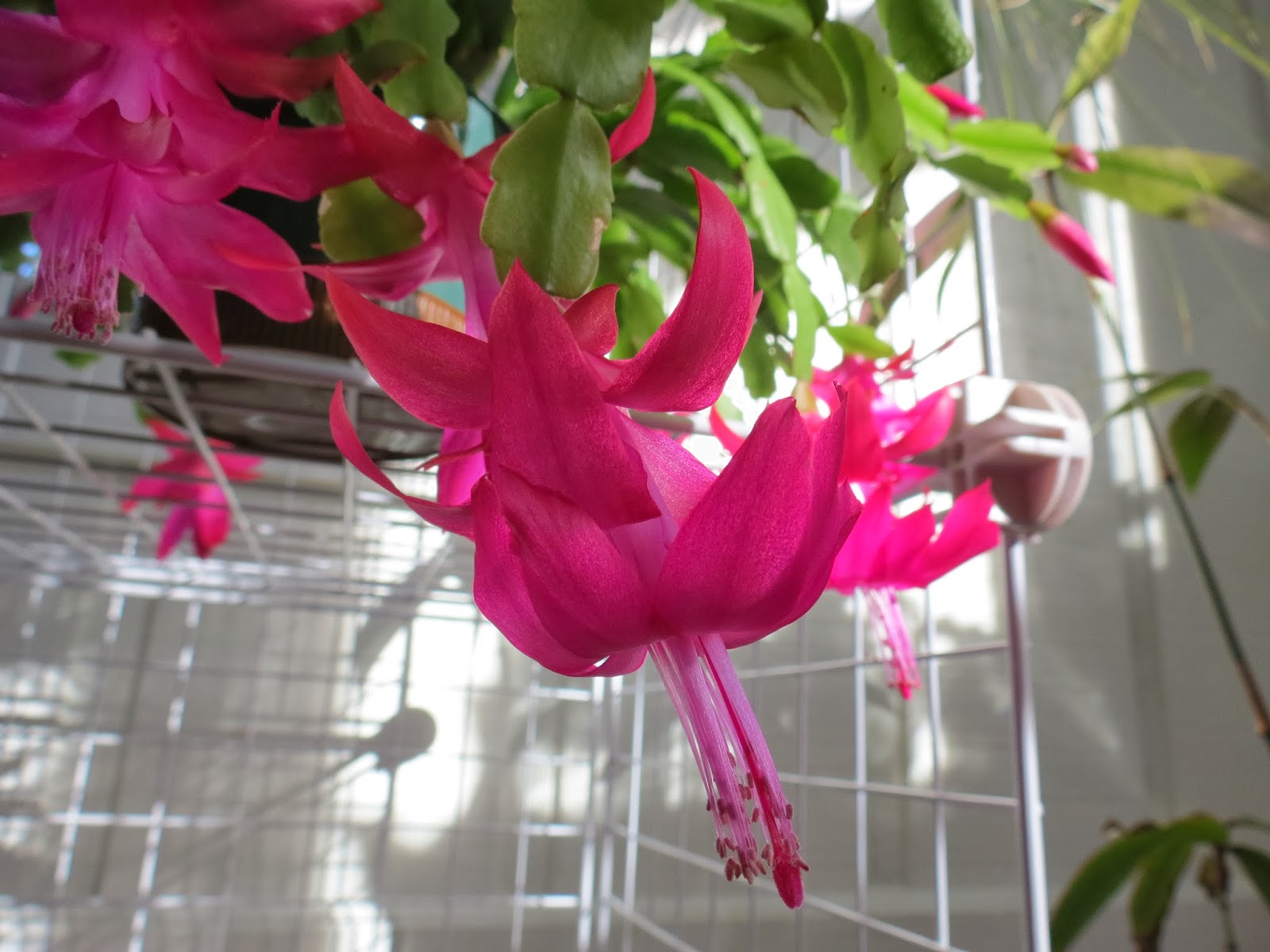 My Favorite Plant This Week Schlumbergera X Buckleyi