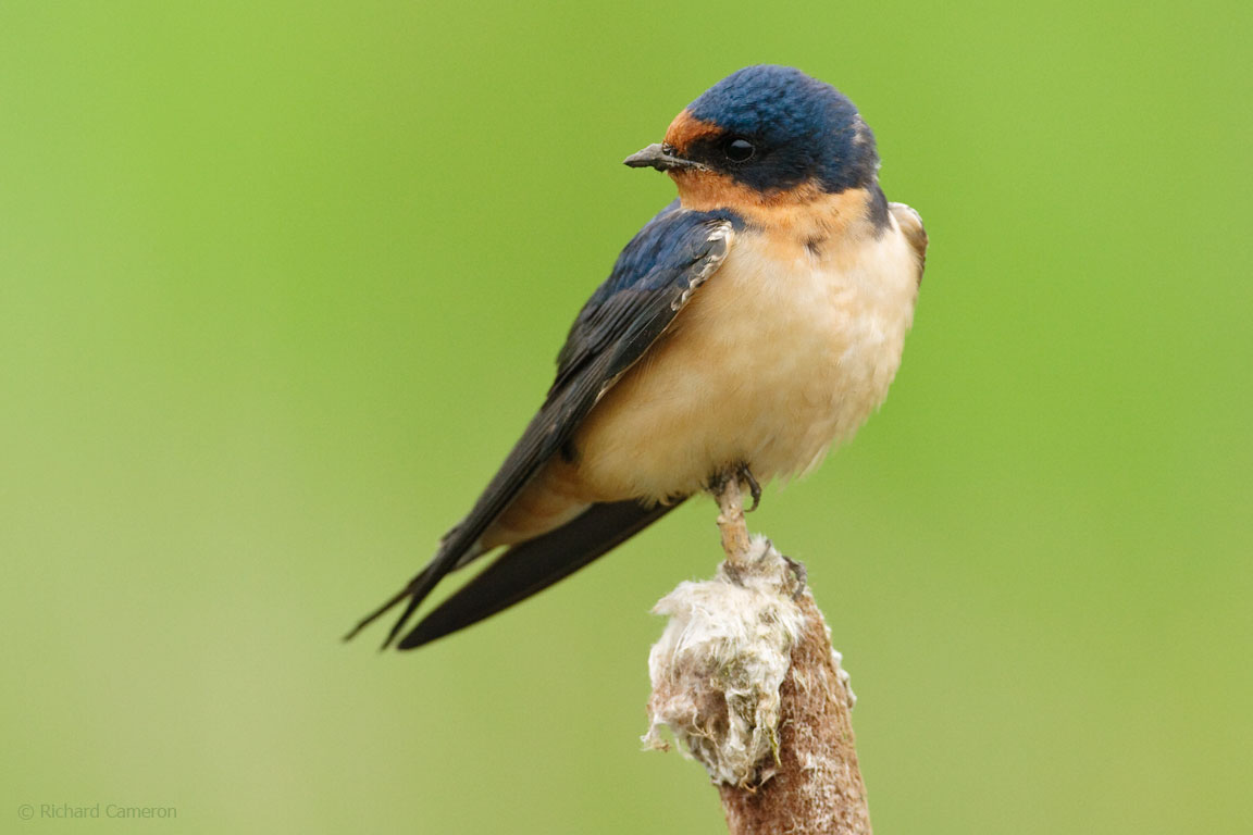 Bird Swallow