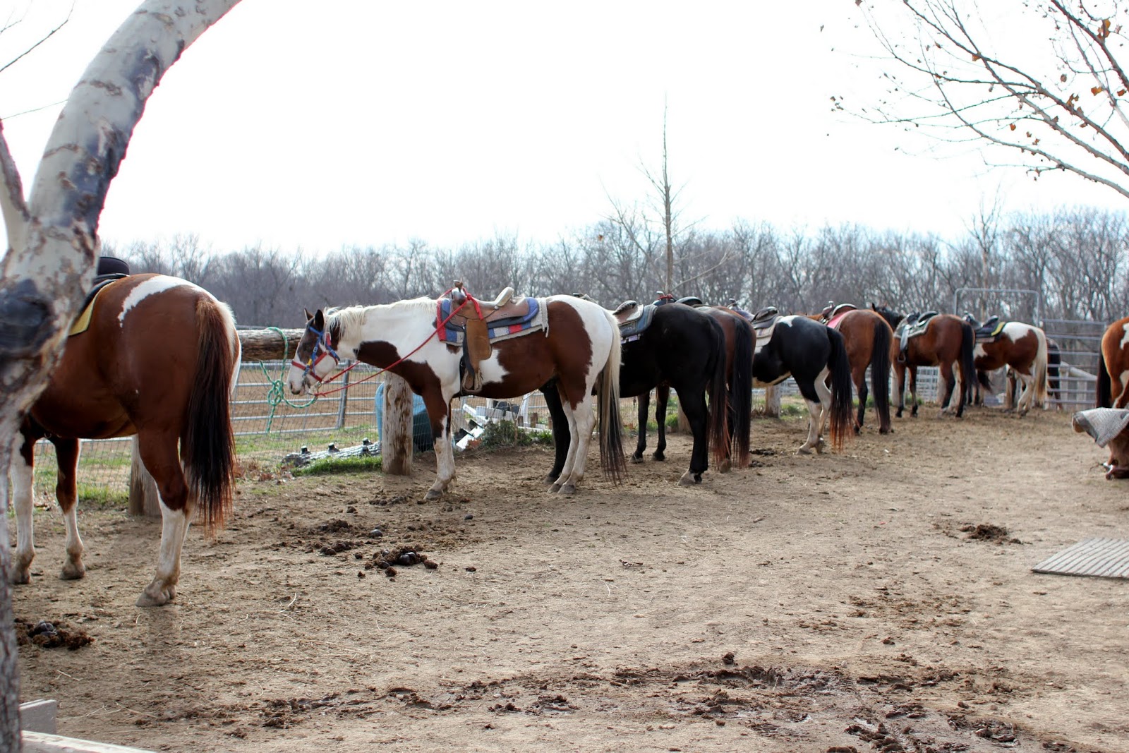 26 east ride with us wild rose equine center