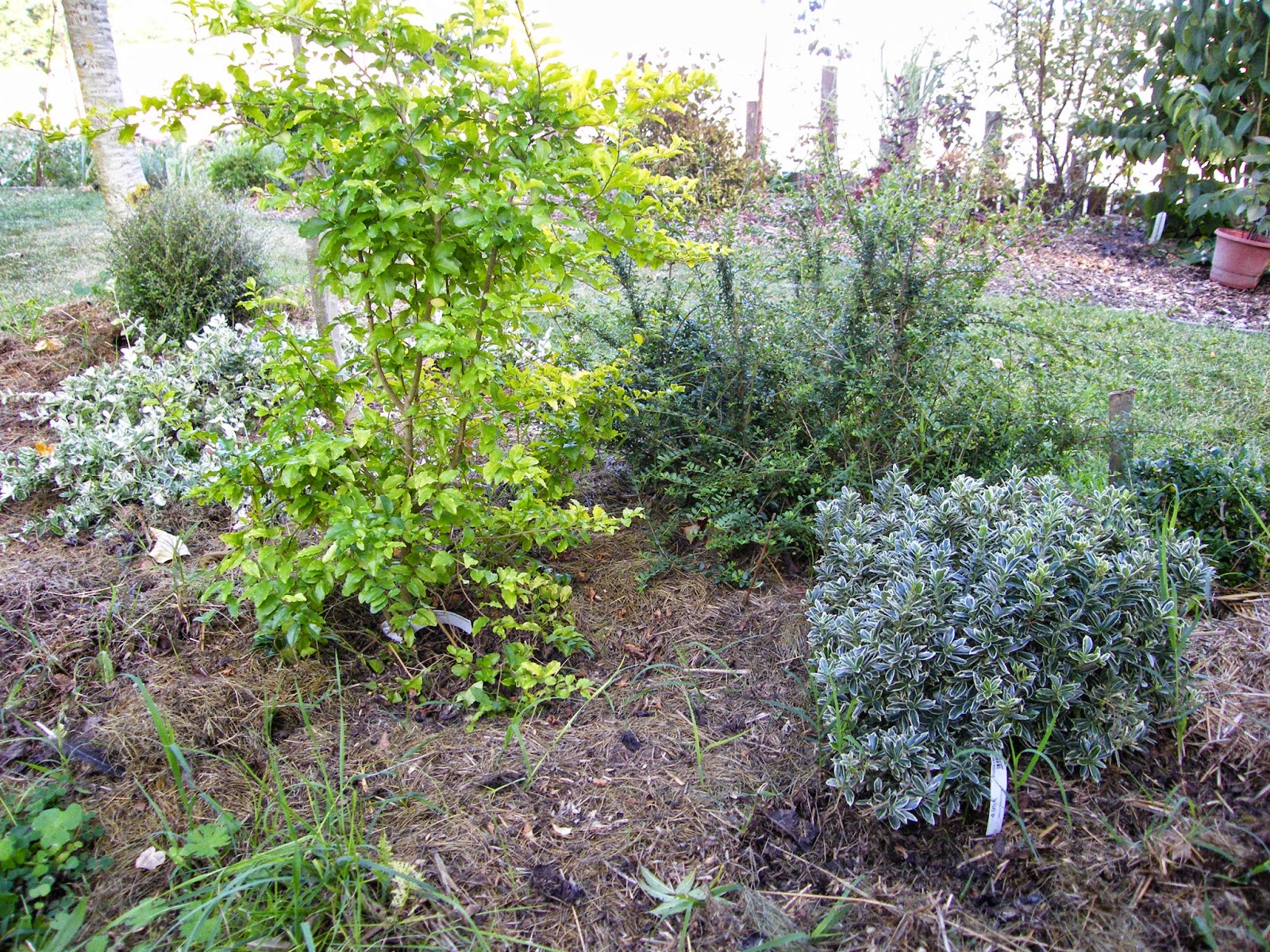 Un Jour Une Plante L Arbre Aux Faisans Video