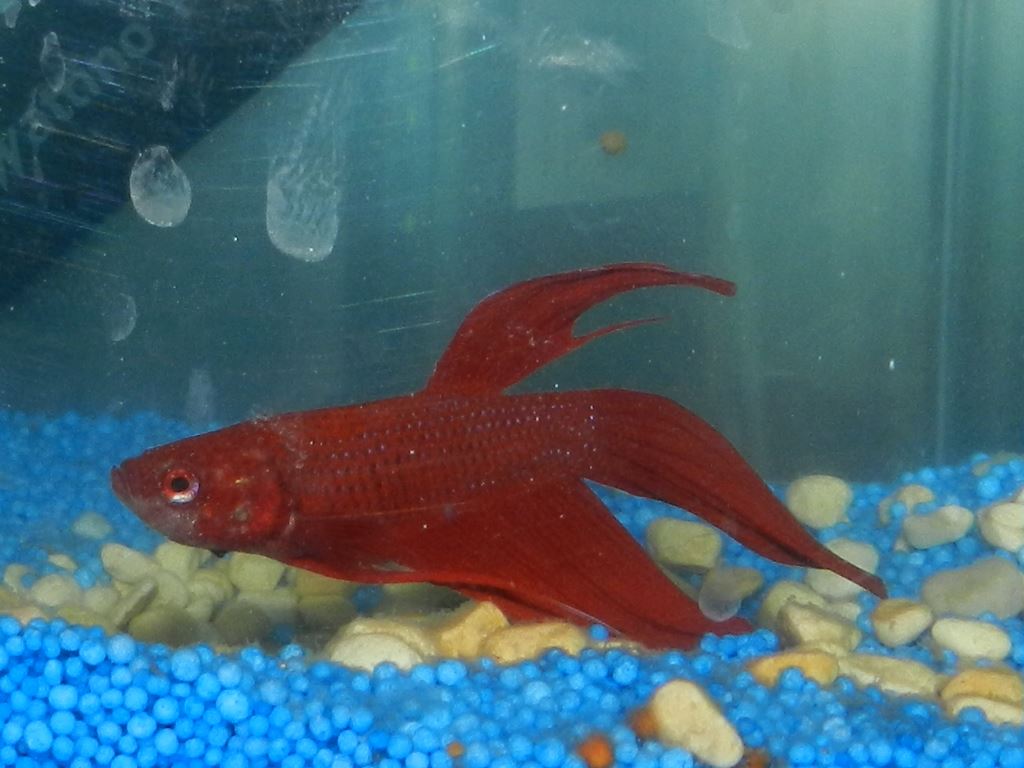 Betta Splendens Les maladies Les points blancs