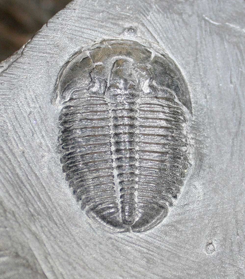 Louisville Fossils and Beyond Elrathia kingii Trilobite