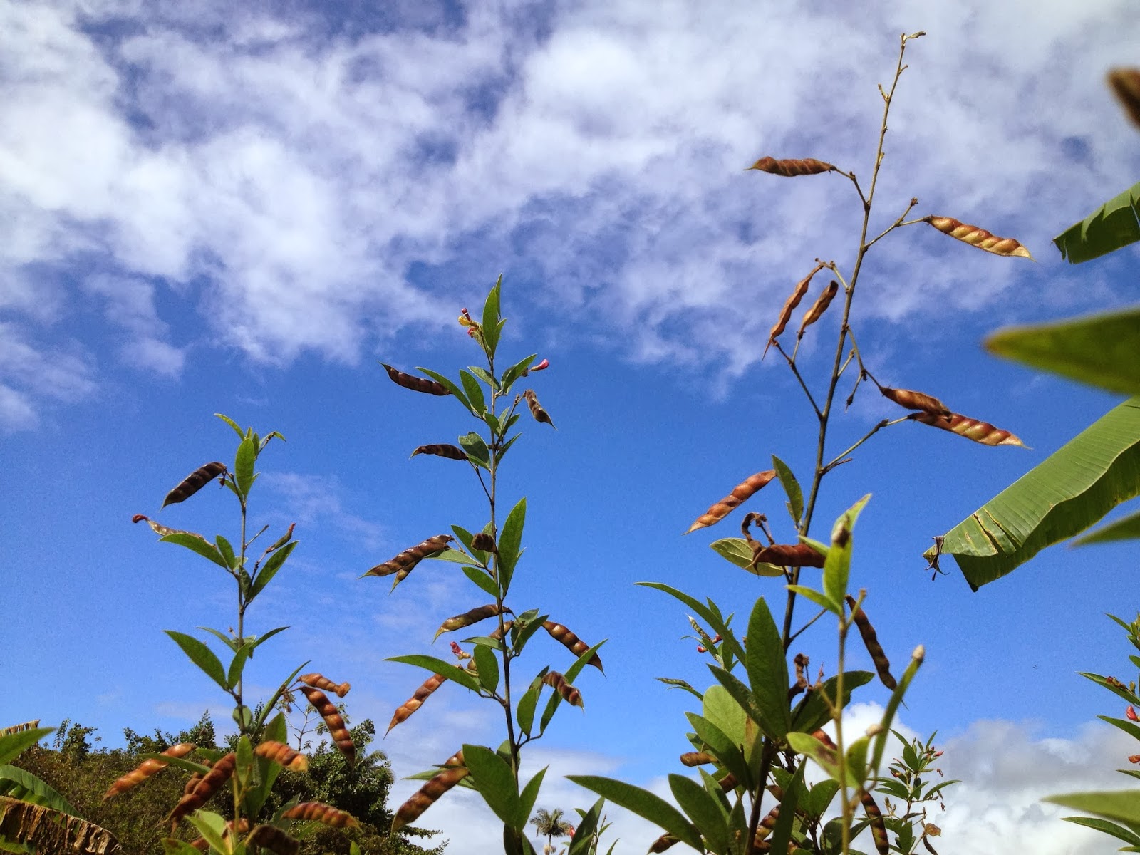 Tropical Homestead Harvesting Pigeon Peas