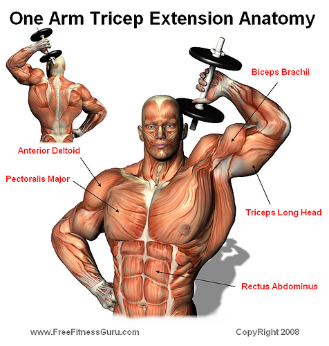 6 PACK FITNESS CLUB: One Arm Tricep Extension Anatomy