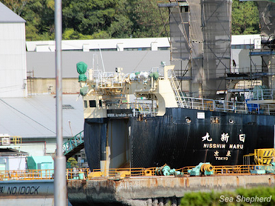 Baleeiros japoneses fazem seu primeiro ataque da temporada – na Sea Shepherd