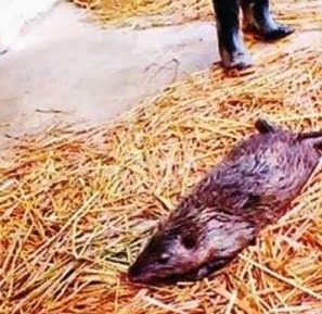 'Ratzilla' | Tikus Gergasi Di China