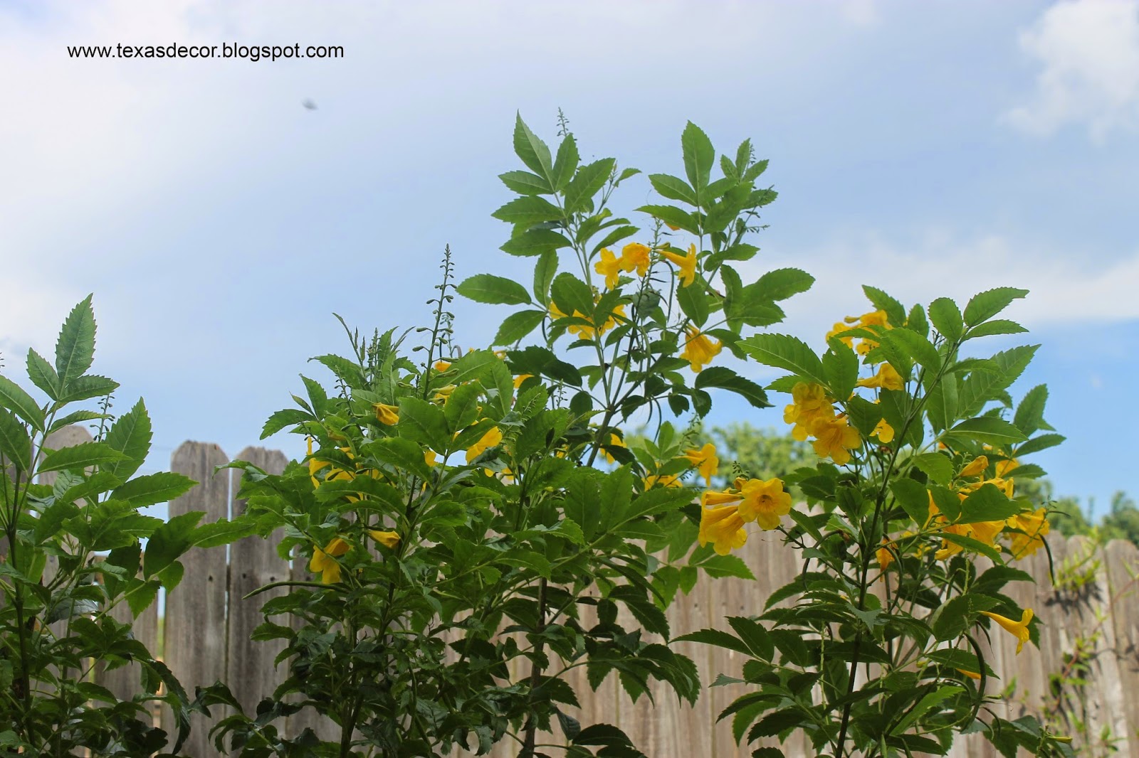 Texas Decor Late Summer Garden Tour