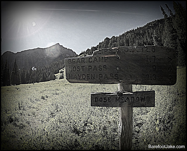 dose meadows