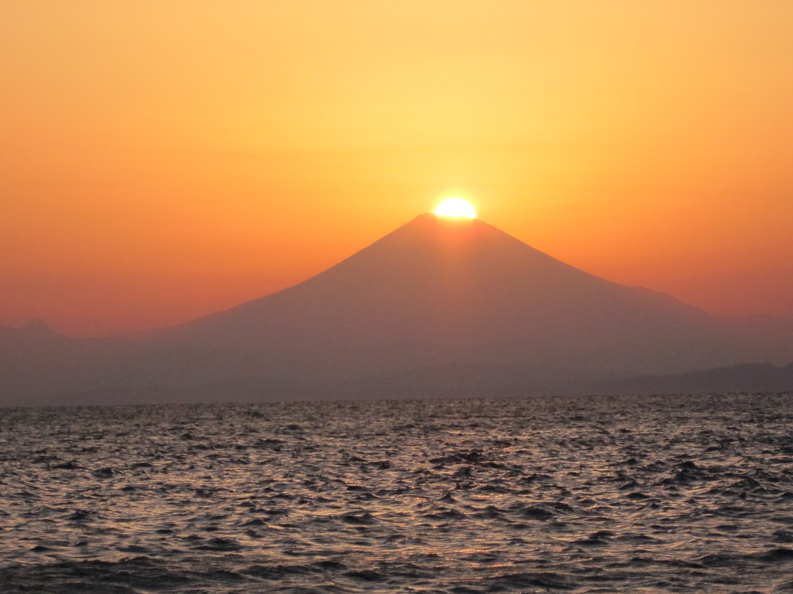 maltese toto's diary 桜咲く～お星様になったJojoのこと Jojo & the