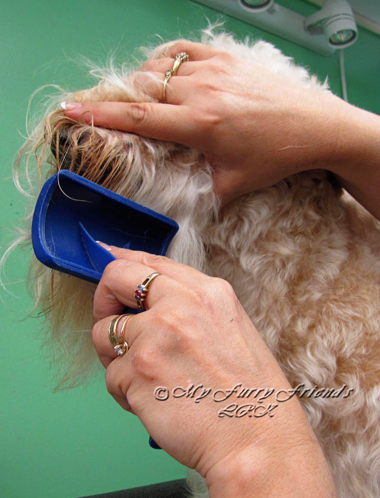 Pet Grooming The Good, The Bad, & The Furry Using a Mat Splitter to Demat a Beard