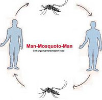 Epidemiologi Penyakit Menular: CHIKUNGUNYA