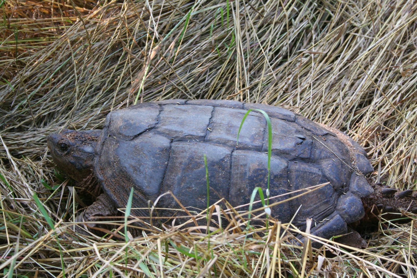 Pine Lake: The Blog: Snapping Turtle Egg-Laying Season