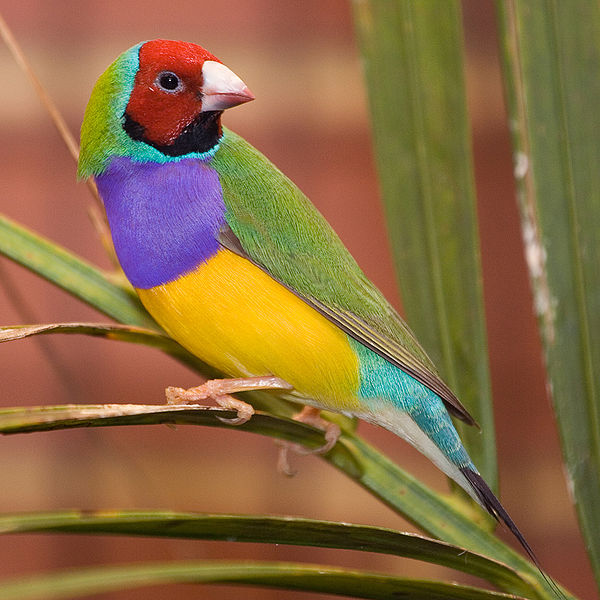 the gouldian finch beautiful bird the wildlife the gouldian finch beautiful bird the wildlife