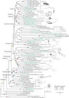 refuting evolution essay Abstract natural selection is one of the numerous theories that attempt to explain the evolution of living things from their primitive origins to the more advanced organisms existing today. refuting evolution essay Abstract natural selection is one of the numerous theories that attempt to explain the evolution of living things from their primitive origins to the more advanced organisms existing today.
