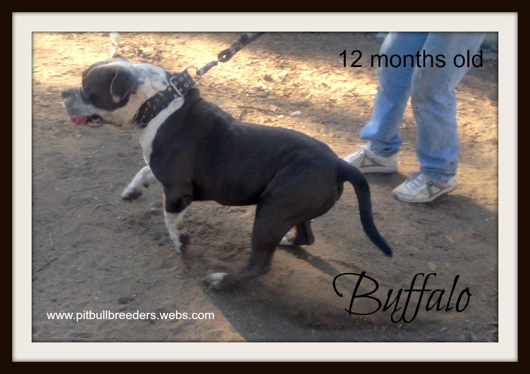 Pitbulls 2013