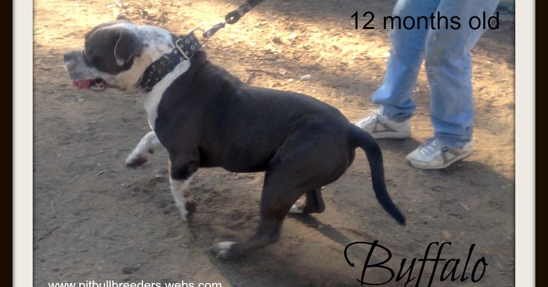 Pitbulls Worlds best xl bully pitbull stud