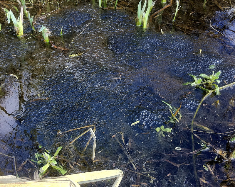 Diaries of a Wildlife and Outdoors lover: Frog spawn is every where!!!!!!!!