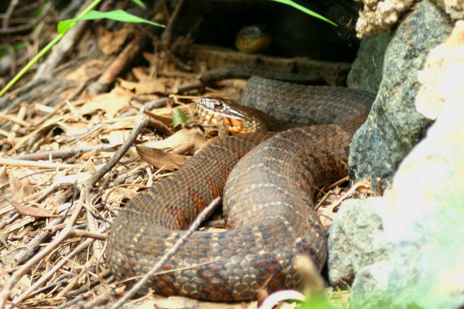 The Good, the Bad, & the Outdoors Creature Feature The Copperhead