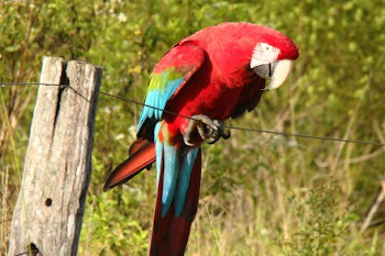 As belezas do Pantanal - Bonito MS
