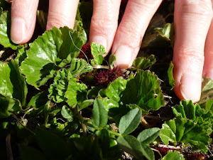 The tiny Gunnera magellanica