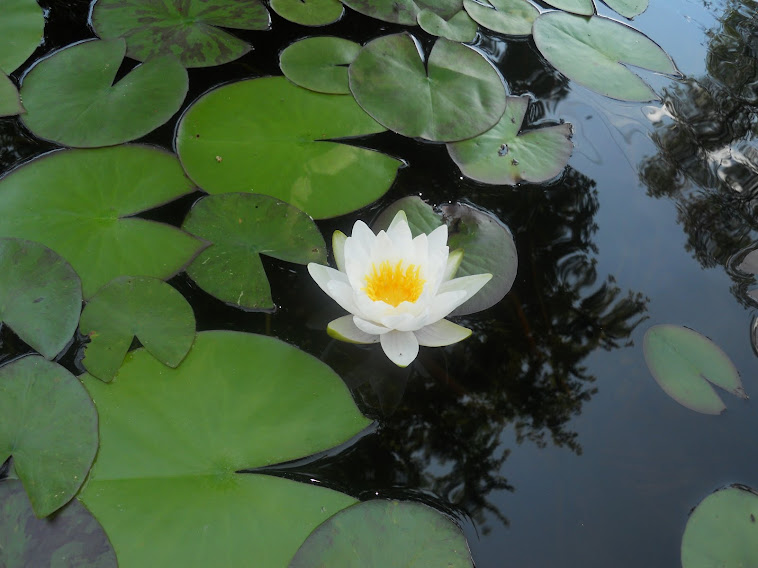 "Marliacea Albida" water lily