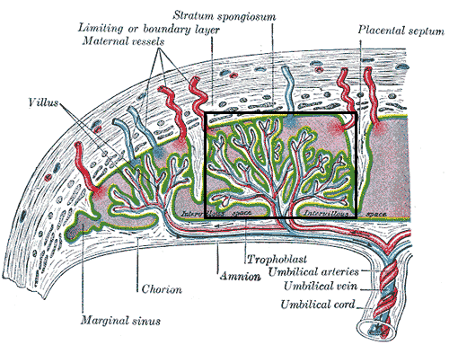 placenta diagram the well rounded placenta accreta part three risks placenta diagram the well rounded placenta accreta part three risks