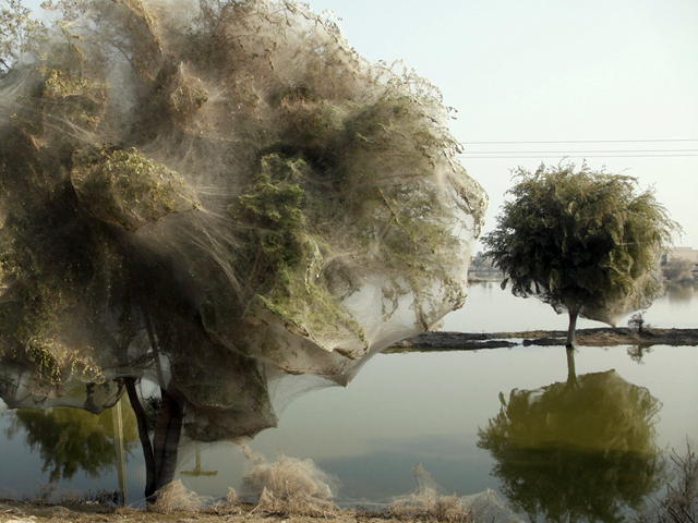 pb-110331-pakistan-spider-trees-tease.jpg