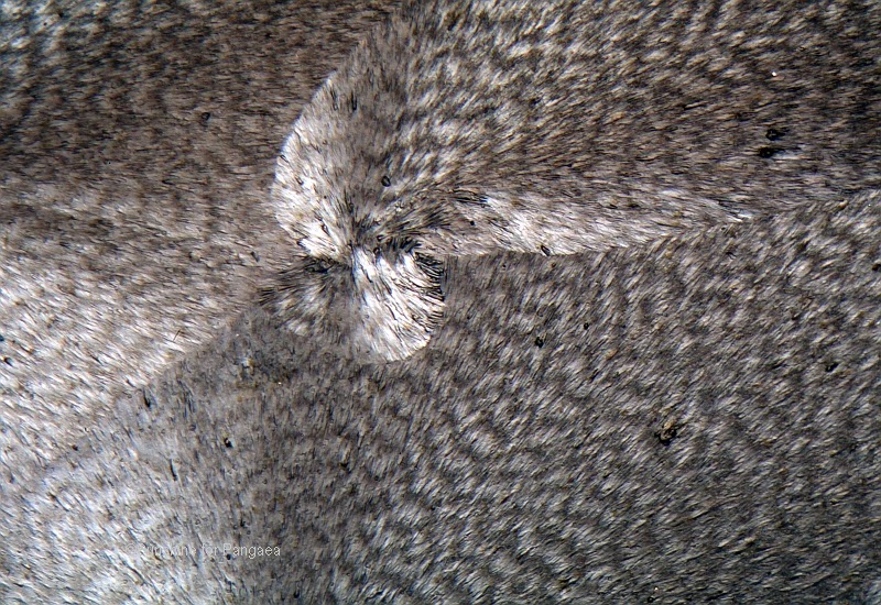 crystals of an extract from celery under the microscope extract from celery under the microscope