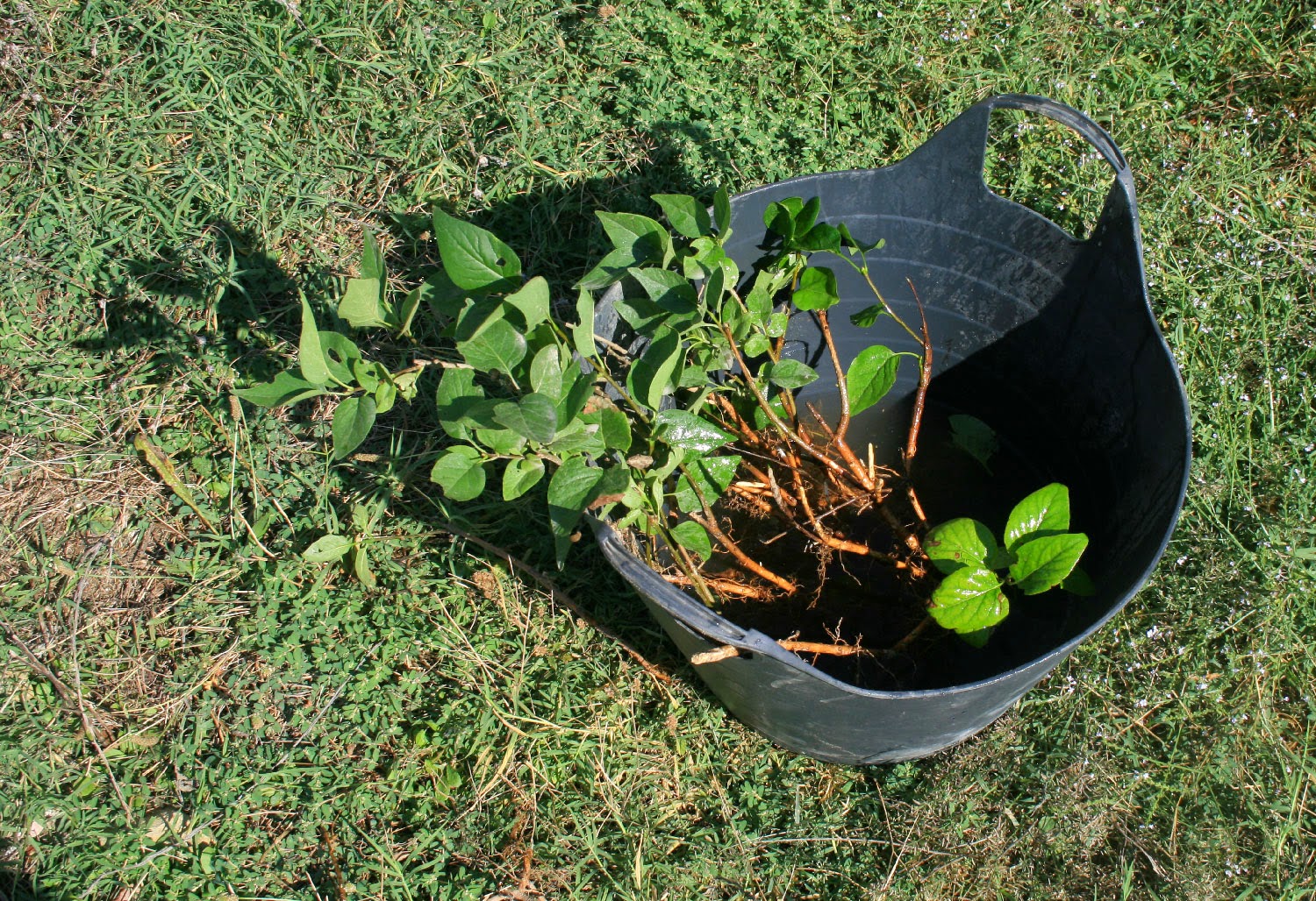 Roots in water, hope they survive Roots in water, hope they survive