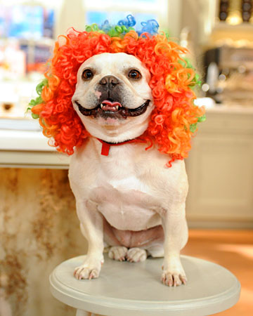6034_102810_dog_wigs_xl.jpeg