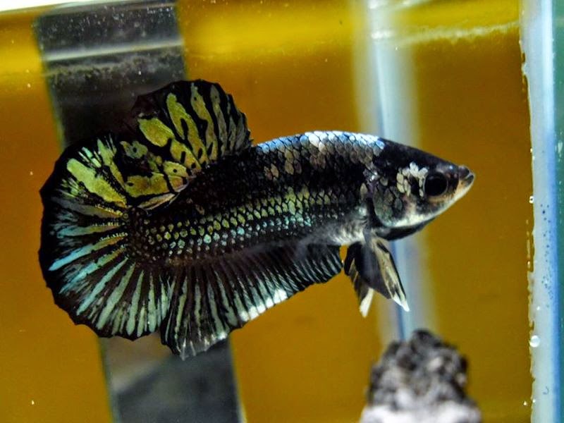 plakat black gold cooper bloodline cupang betta picture plakat black gold cooper bloodline cupang betta picture