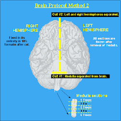 CLINICAL MEDITATION