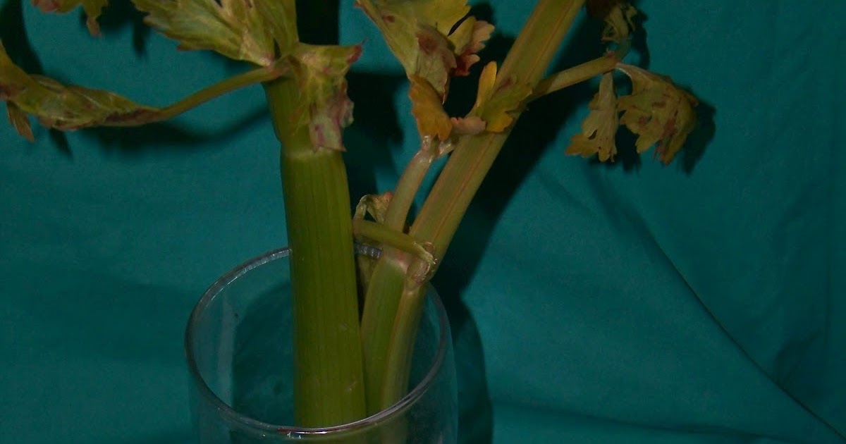 MAD Family Fun How do plants drink?