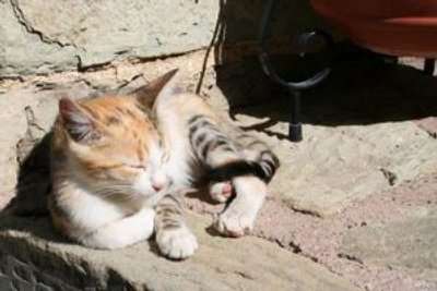 Pontos turísticos felinos