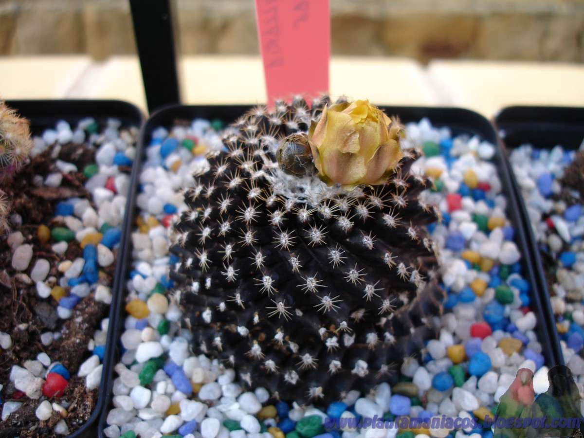 Cactus Coloring Pages Cactus Coloring Pages