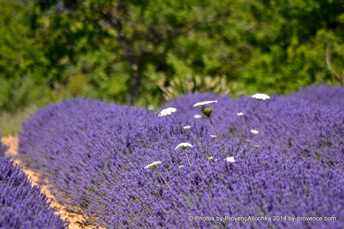 fleur,lavande,plateau valensole,© Ala Zhurak-Tolari fleur,lavande