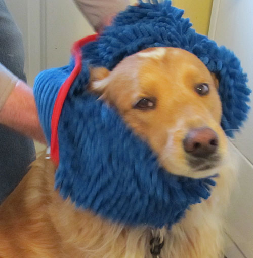 Talking Dogs at For Love of a Dog Product Review Soggy Doggy Door Mat