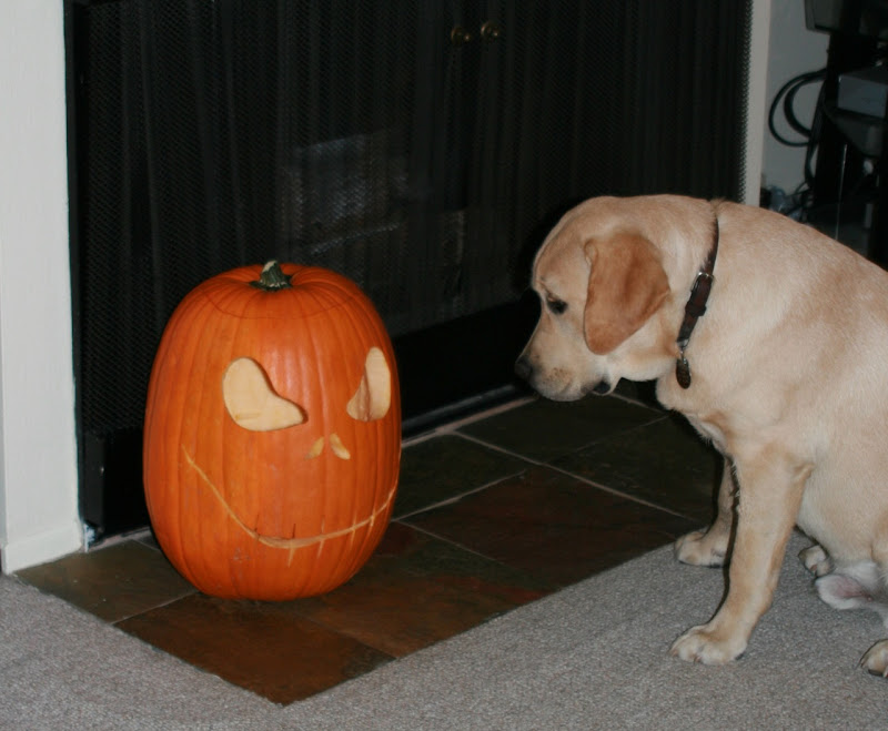 Pumpkin face curious pup Pumpkin face curious pup