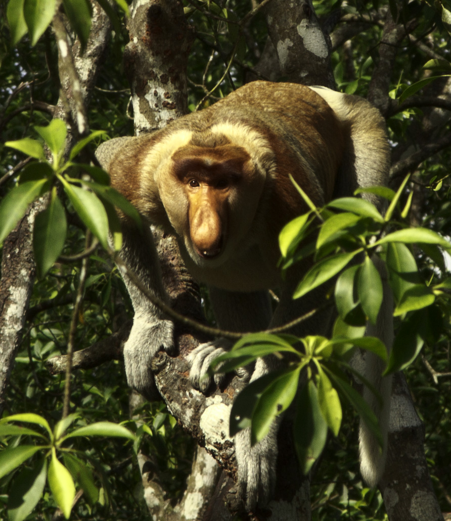 IMAGE: http://4.bp.blogspot.com/-U3JsuU5K_8o/Tuxtg_jda4I/AAAAAAAABBA/wsE8cu3_dw4/s1600/IMG_4594.jpg