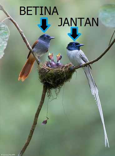 Ragam Burung Seriwang Jbbkicau