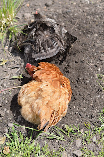 Chickens taking a dust bath