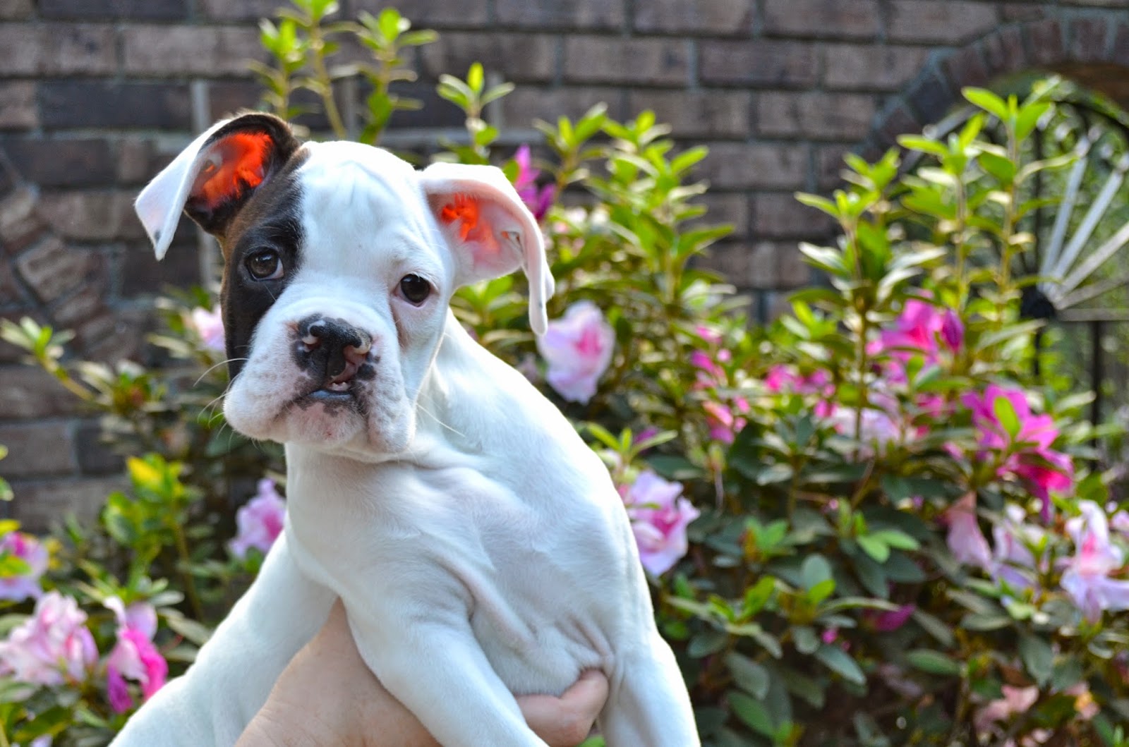 Boxers White Boxer Puppies from South Carolina are 10 Weeks Old