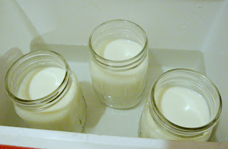 Glass Mason Jars full of Raw Milk Yogurt