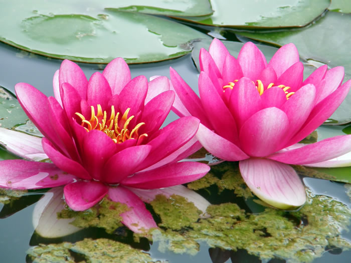 Hot Pink Lotus