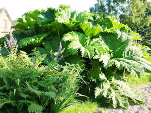 The giant gunnera manicata