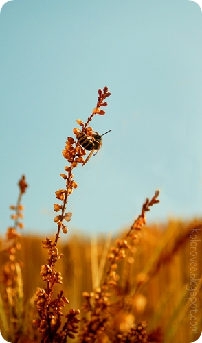 http://4.bp.blogspot.com/-U3wdlU3_f84/T94sciJ11DI/AAAAAAAABPw/drRGmAkuwvs/s1600/Osa2.jpg