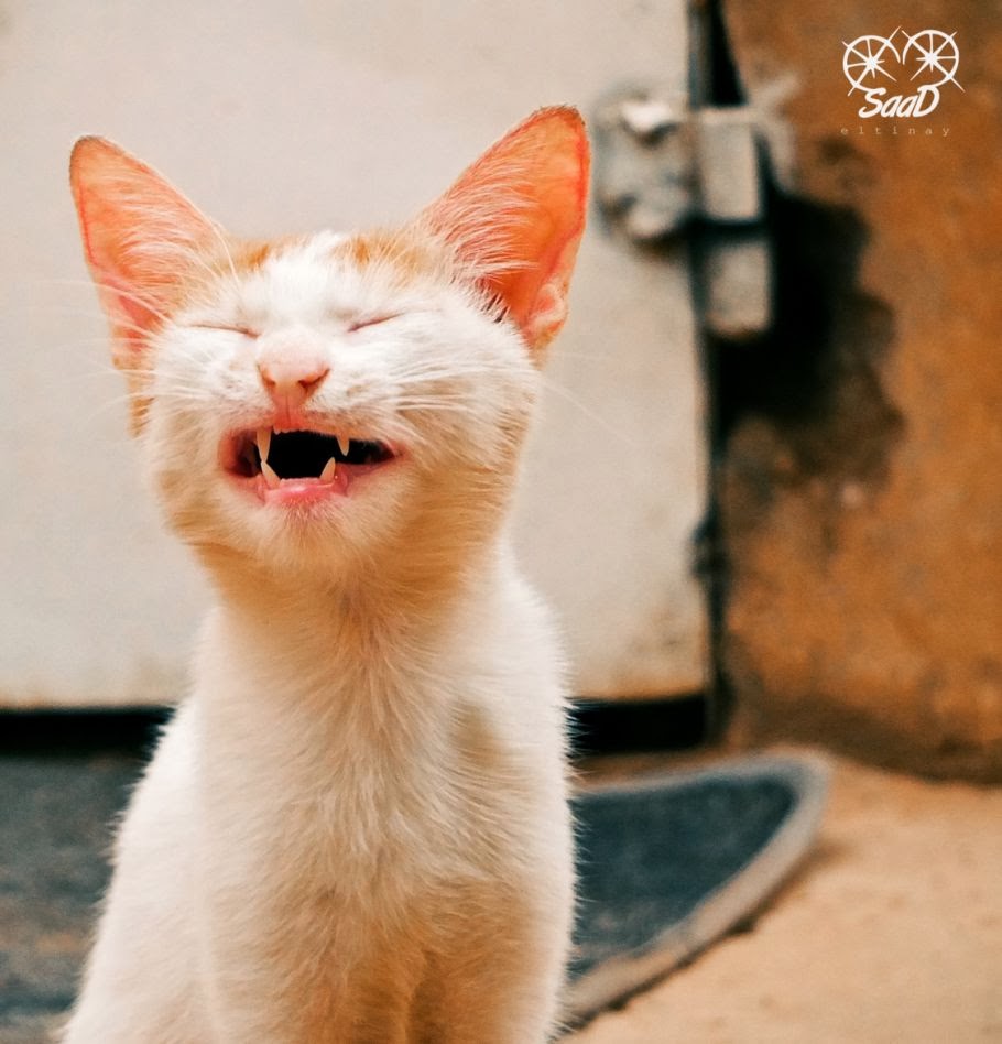 20 Hilarious Cats Laughing at You Best Photography, Art, Landscapes